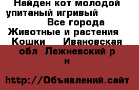 Найден кот,молодой упитаный игривый 12.03.2017 - Все города Животные и растения » Кошки   . Ивановская обл.,Лежневский р-н
